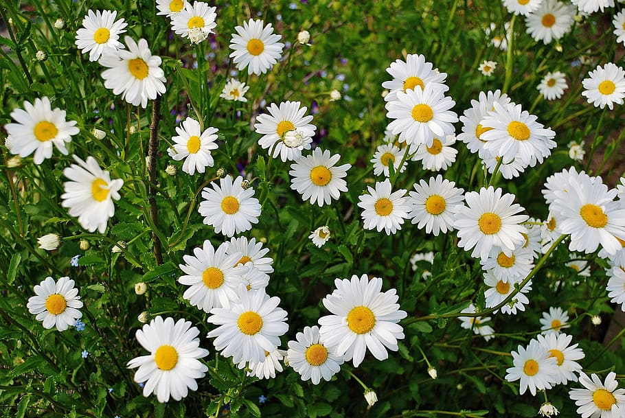 Daisy, Flower, Spring, Plant, marguerite, bloom, blossom, colorful, detail, flora