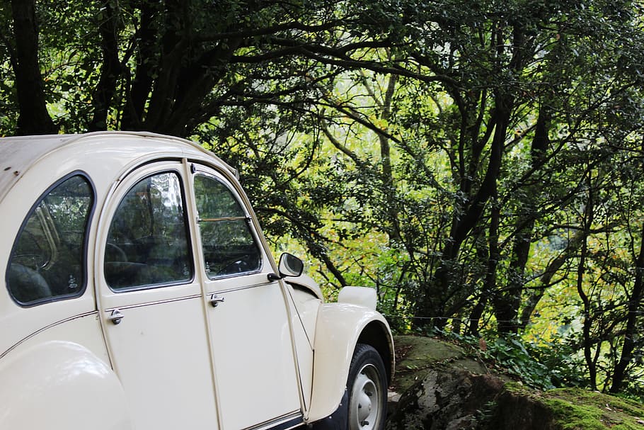white, volkswagen beetle coupe, parked, trees, volkswagen, beetle, car, vehicle, auto, automobile