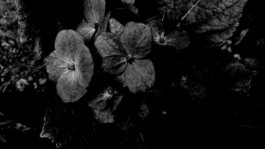 회색조 사진, 꽃, 어두운 꽃, 검은, 어두운, 검은 배경, 어둠, 화면 저장, 배경, 밤