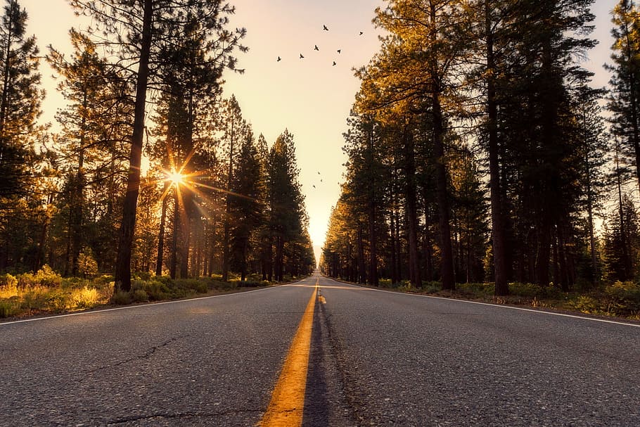 gray, asphalt road, middle, pine trees, yellow, sunset, concrete road, road between, trees, daytime