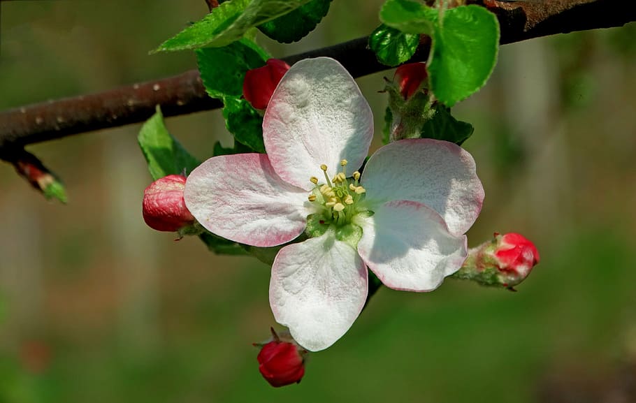 close-up photography, white, 5-petaled, 5- petaled flower, spring, apple, flower, orchard, nature, springtime