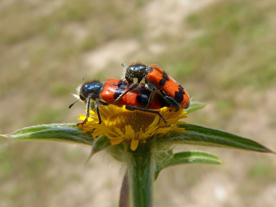 Trichodes Apiarius Coleoptera Escarabajo Negro Y Naranja Flor Insectos Copulando Cria De Insectos Planta Floreciendo Animales En La Naturaleza Planta Pxfuel