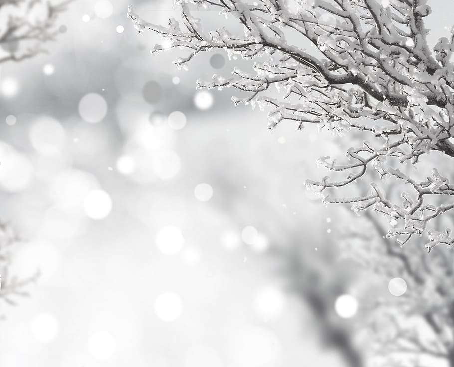 close, shot, frozen, tree branch, snow, tree, abdel rahman, sparkle, beautiful, winter