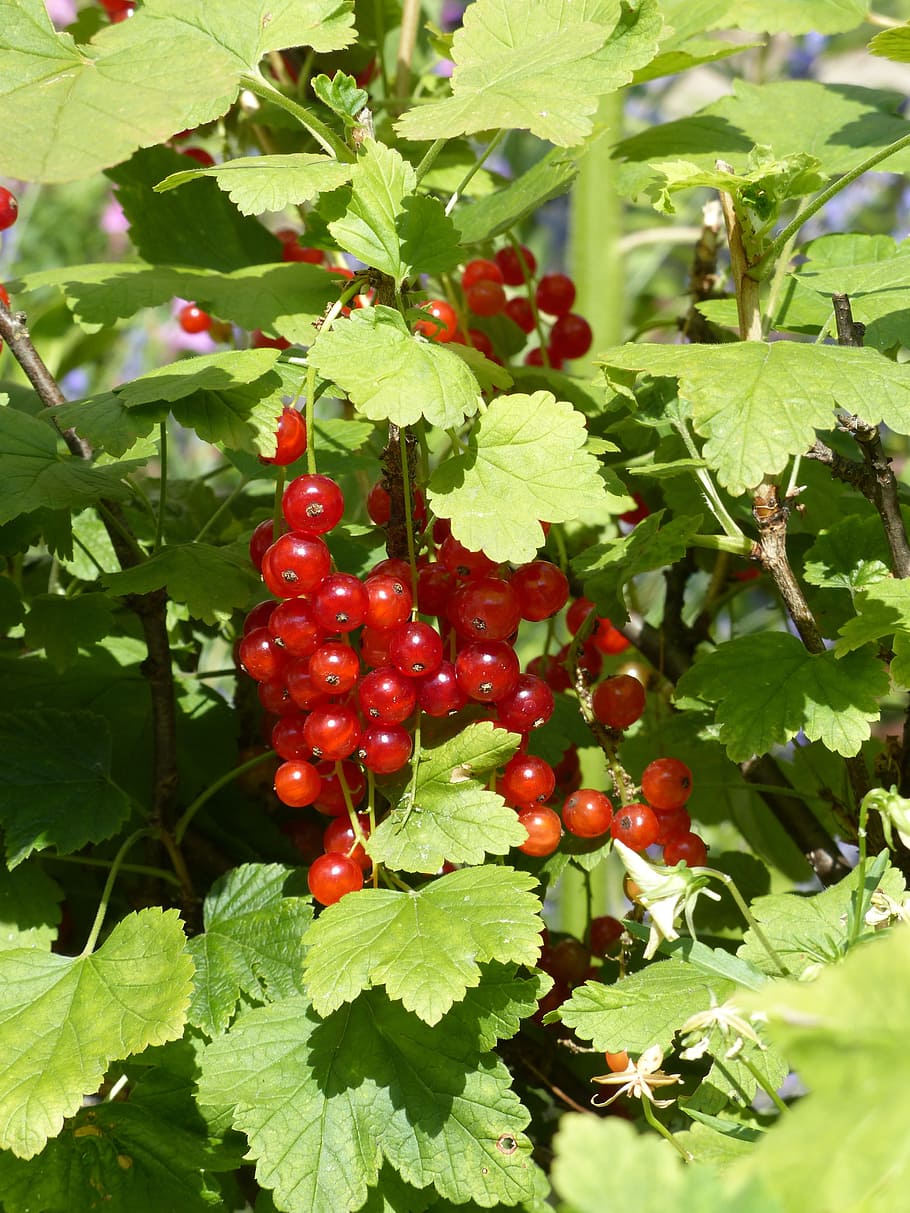 red currant, currants, Red Currant, Currants, gooseberry greenhouse, berries, fruit, red, eat, food, sweet