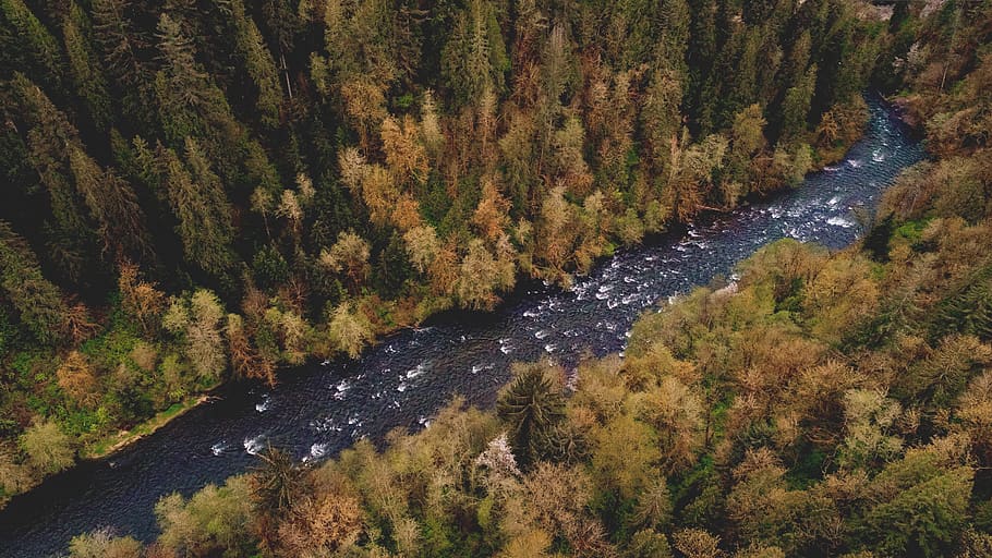 aerial, river, forest, nature, outdoors, water, landscape, serene, drone, trees