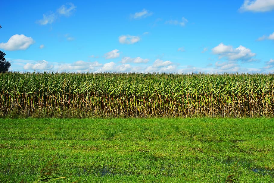 banana trees, green, grass field, daytime, corn, cornfield, late summer, agriculture, plant, corn on the cob