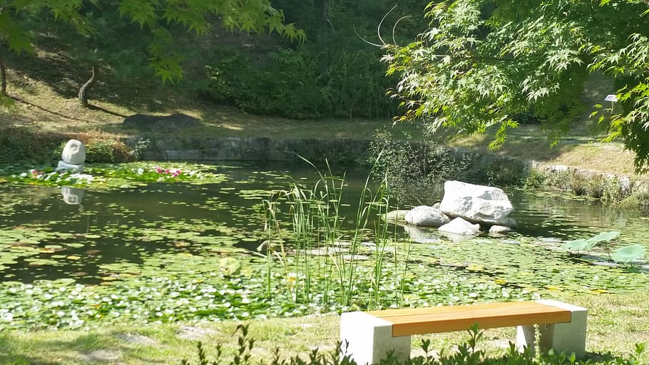 korea, permanent residence, minority vow, pond, landscape, forest, park, bench, a wooden bench, grass