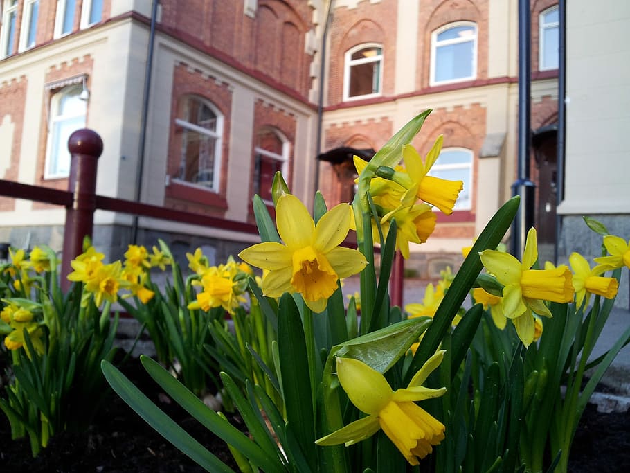 Easter Lilies, Spring, easter, flower, yellow, building exterior, window, daffodil, architecture, flowering plant