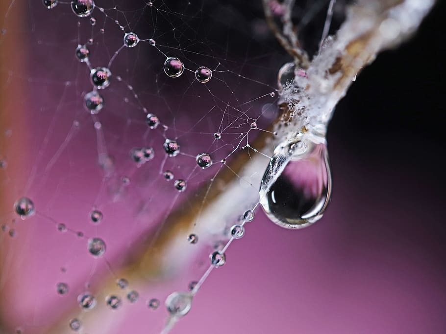 cobwebs, waterdrops, purple, refraction, wallpaper, drop, close-up, fragility, water, nature