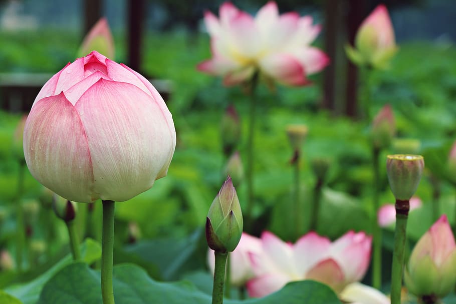 pink-and-white lotus flowers, flowers, plants, lotus, nature, leaf, buddhism, republic of korea, gwangokji, roots the plants