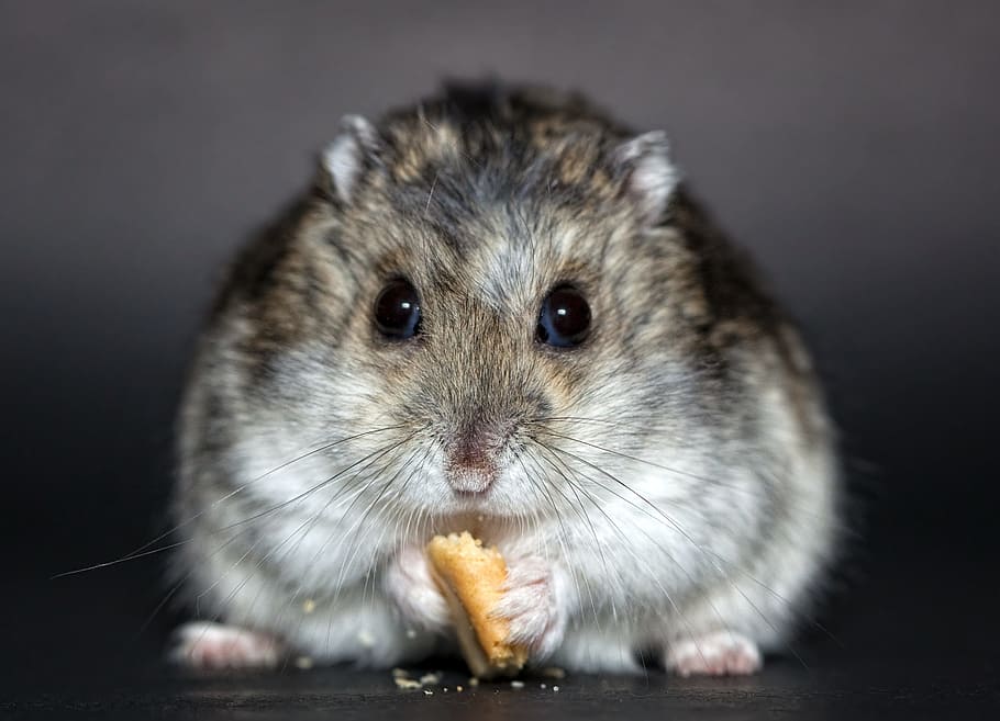 mouse eating biscuit, hamster, dwarf hamster, dschungare, dsungare, dschungarischer dwarf hamster, russian dwarf hamster, animal themes, rodent, animal