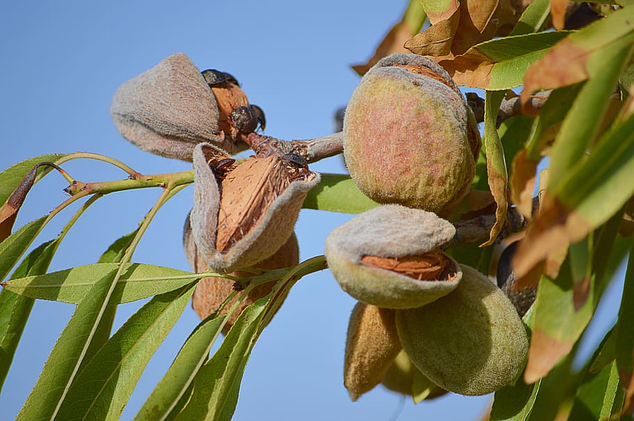 almonds, maturation, dried fruits, almond tree, cultivation, dry fruit, agriculture, leaves, shell, plant