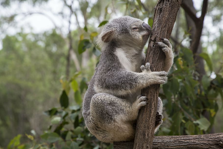 koala, coklat, pohon, australia, brisbane, kayu putih, hewan, margasatwa, binatang menyusui, alam