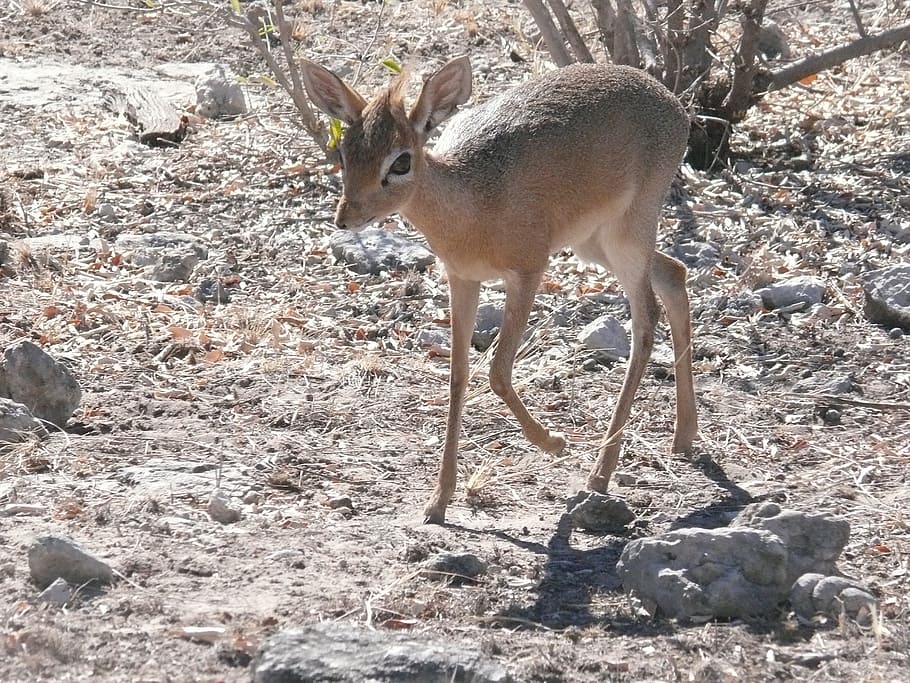 antelope, africa, animal, mammal, herbivore, dikdik, wild, wildlife