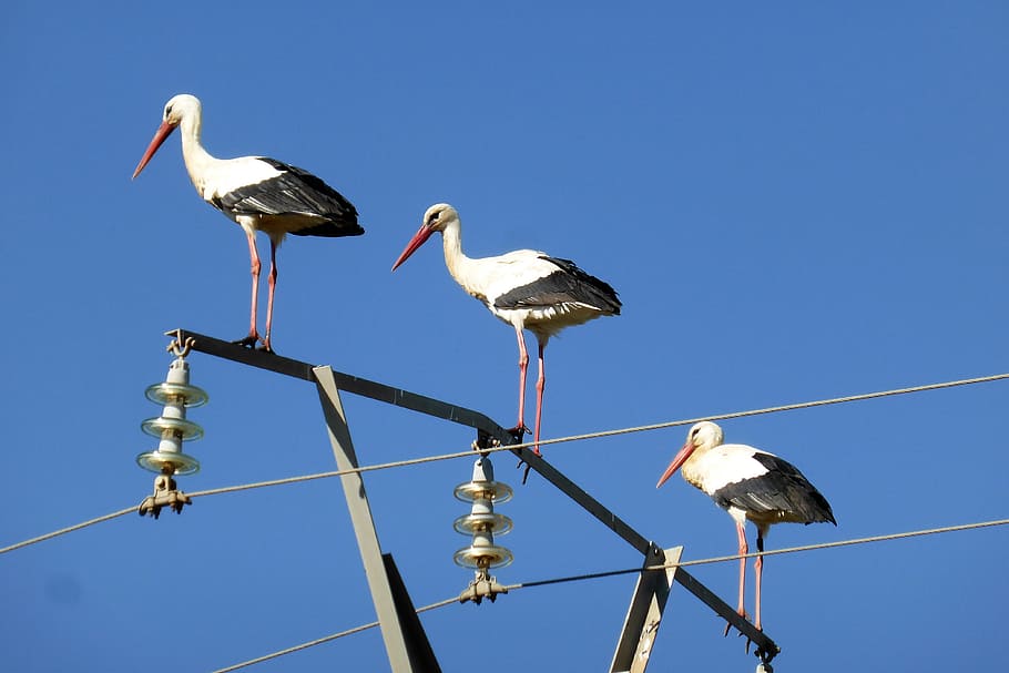 Stork, Spring, Portugal, bird, animal Nest, animal, white Stork, nature, sky, blue