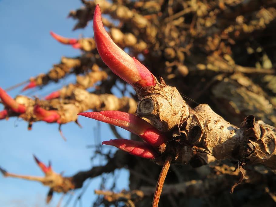 parthenocissus quinquefolia, virginia creeper, victoria creeper, ivy berdaun lima, lima jari, kuncup, flora, botani, tanaman, merah