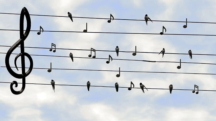 notes painting, birds, swifts, singing, twitter, music, sound, power lines, clef, concert