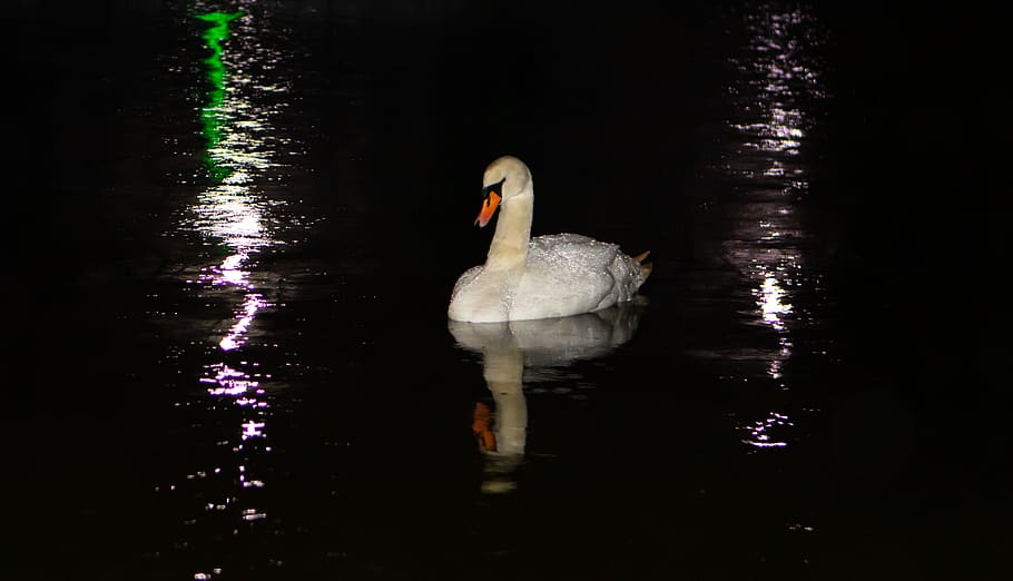 swan, reflection, lake, river, white, mute swan, elegant, bird, water bird, water
