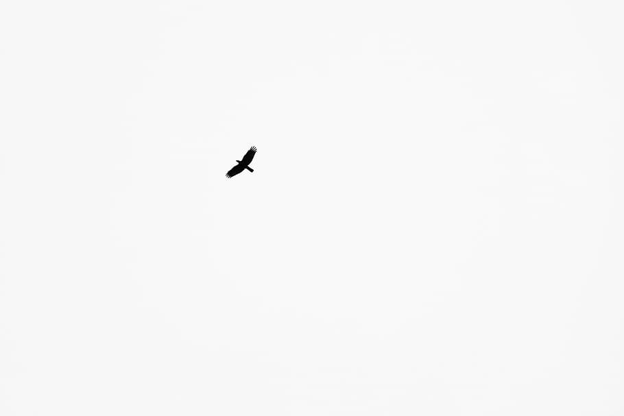 crow, raven, black, bird, simple, atmosphere, minimal, minimalism, text, copy