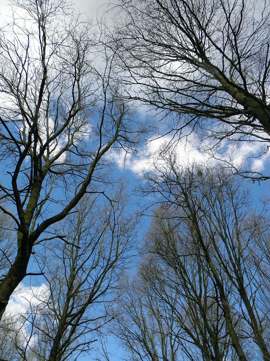 голые деревья осенью или весной