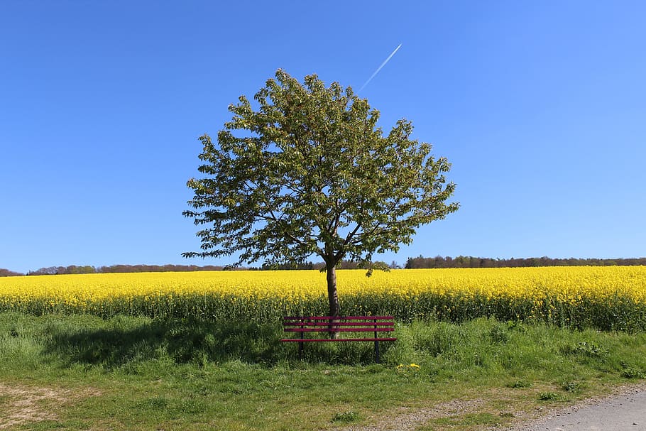 bank, summer, rest, bench, oilseed rape, recovery, holiday, sky, plant, field