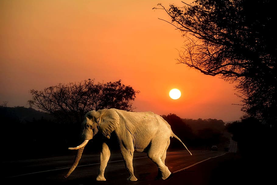 África, sol, vida salvaje, elefante, sol de África, parque Kruger Sudáfrica, puesta de sol, un animal, animal, fauna animal