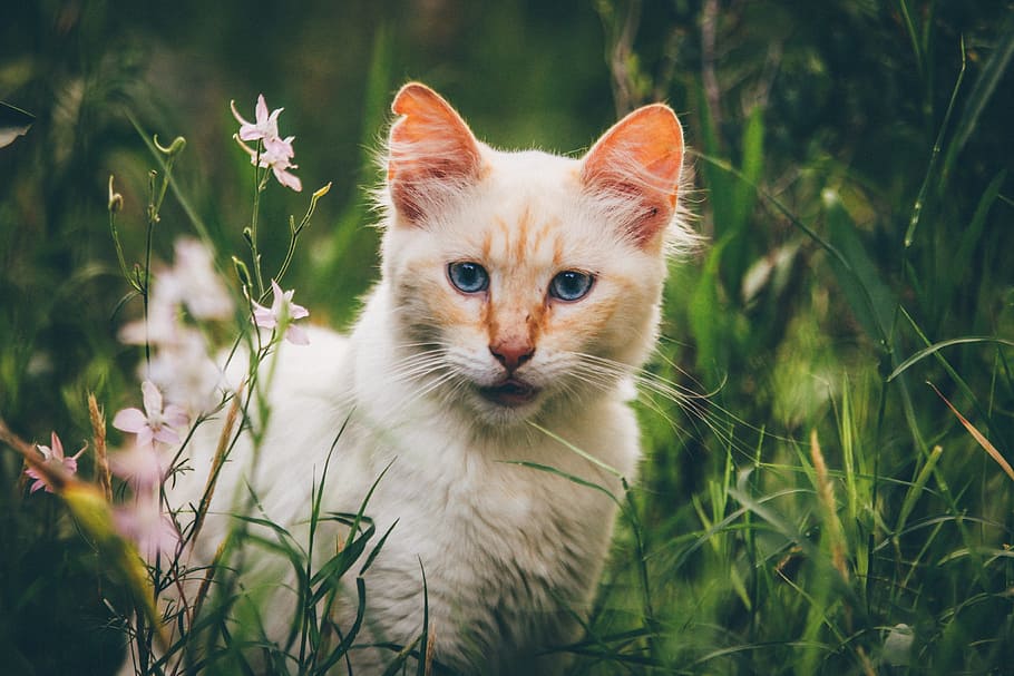 white, cat, grass field, animal, kitten, nature, grass, green, leaves, flowers
