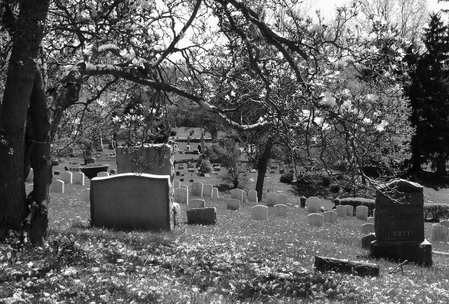 kuburan, makam, pohon magnolia, nisan, batu nisan, mati, kematian, di luar rumah, alam, pemandangan