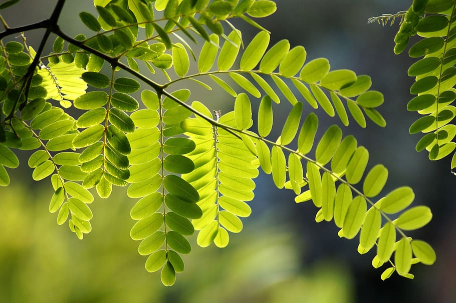 common maple, leaf, green, robinia, leaf veins, filigree, tree, shades of green, shining, light green