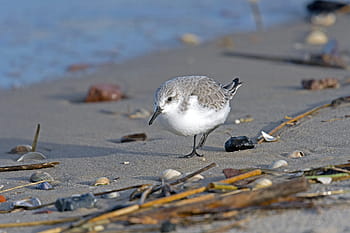 sanderling-sandpiper-sea-calidris-alba-royalty-free-thumbnail.jpg