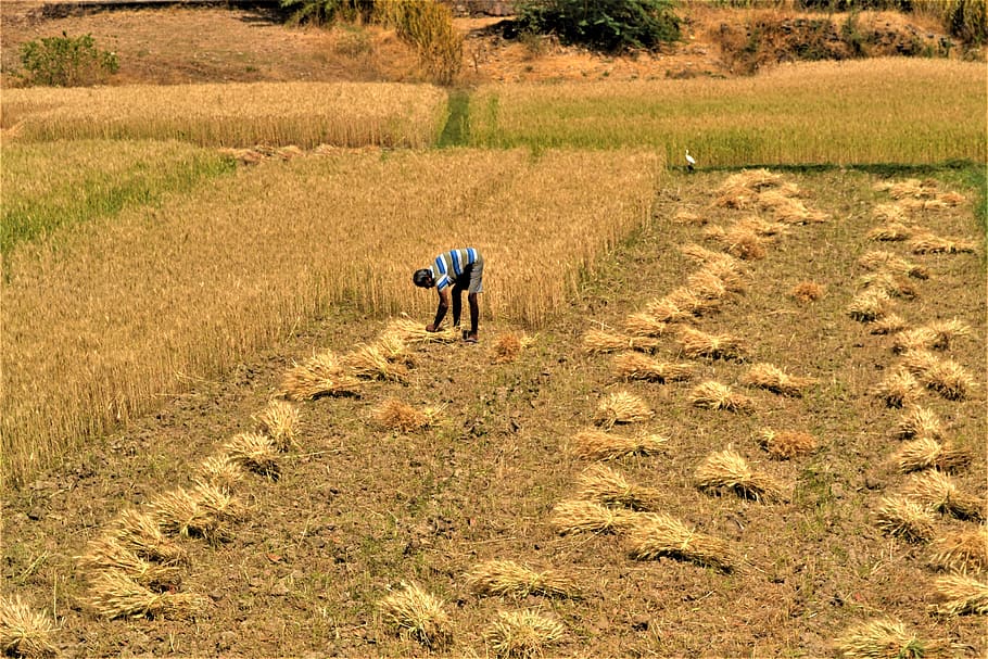 india, village, rajasthan, rural, agriculture, landscape, man, countryside, wheat, harvest