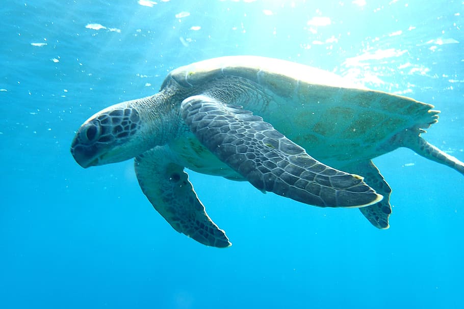 foto, kura-kura laut, bawah air, sinar matahari, kura-kura, samudra, kehidupan laut, laut, air, kehidupan
