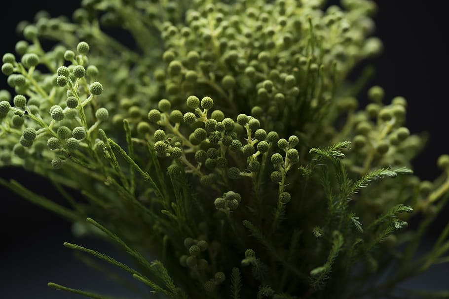 green, plant bud, closeup, photography, plant, plants, buds, nature, vegetable, food and drink