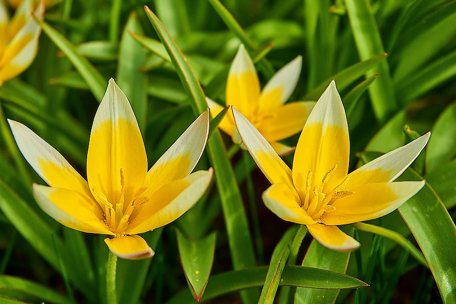 tarda tulip, tulipa tarda, star-tulip, tulipa, tulipán, familia del lirio, liliaceae, cerrar, flor de primavera, flor