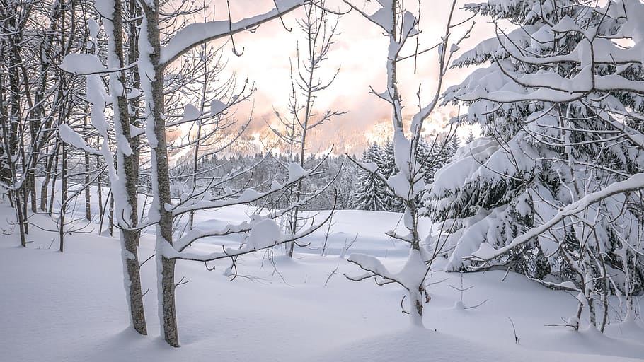 눈, 겨울, 서 리, 추위, 나무, 산, 숲, 추운 온도, 식물, 조용한 장면