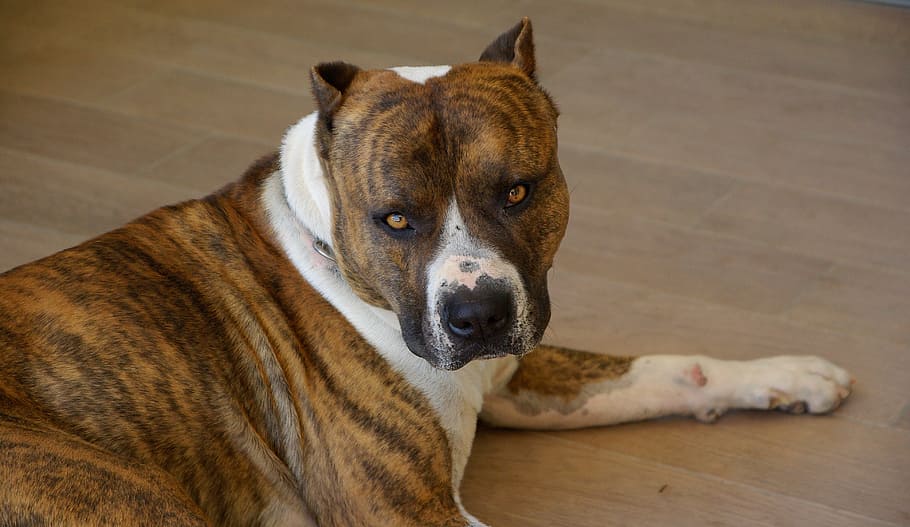 brindle, white, lying, brown, parquet flooring close-up photo, white American, American Staffordshire Terrier, parquet flooring, close-up, dog