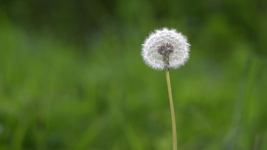 selective, focus photography, white, dandelion, green, macro, nature, pointed flower, blossom, bloom