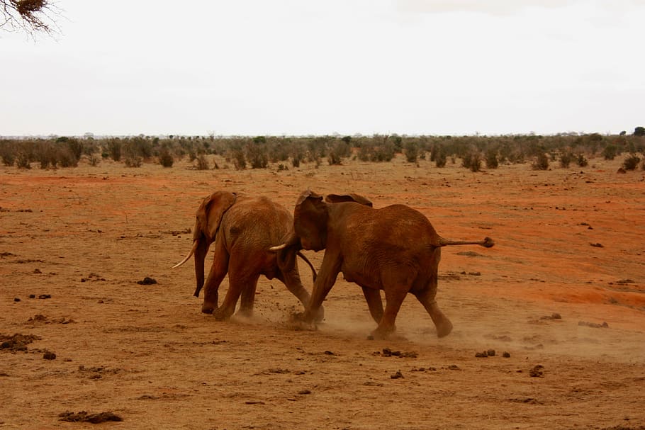 elephant, animal, family, wild, mammal, safari, africa, trip, kenya, adventure