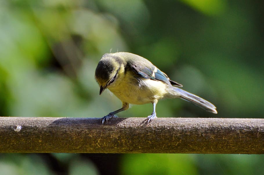シジュウカラ 鳴き鳥 鳥 かわいい 採餌 若い鳥 自然 動物 庭 爪 Pxfuel