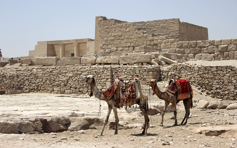 egipto, el cairo, pirámide oriental, camello, camellos, árabe, aladdin, antigua, arquitectura, egipcio