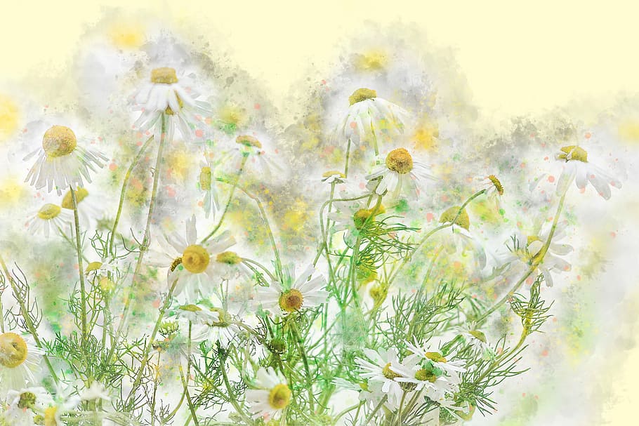 white, daisy flowers illustration, chamomile, flowers, nature, plant, natural, herb, green, herbal