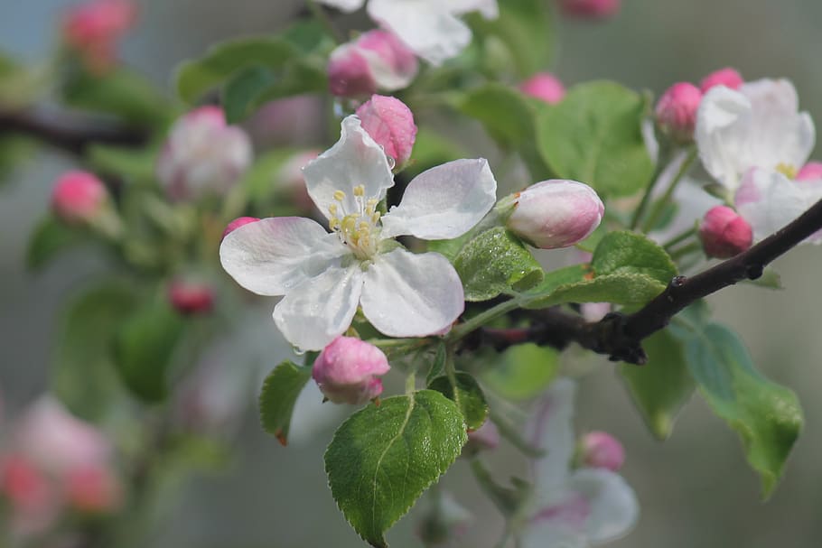 apple bloom, flower, bloom, spring, white, pink, garden, blossom, apple, tree
