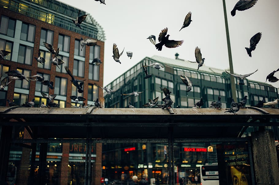 flock, black, white, bird, flying, concrete, building, daytime, pigeons, doves
