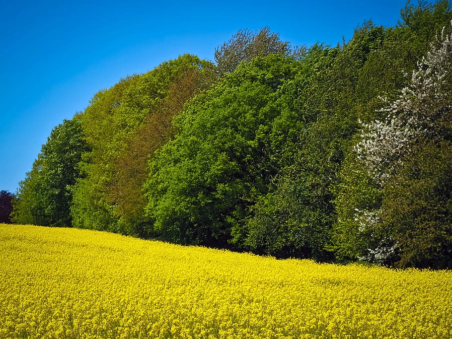 campo de colza, amarillo, planta, flor, paisaje, naturaleza, bosque, campo, planta rara, primavera