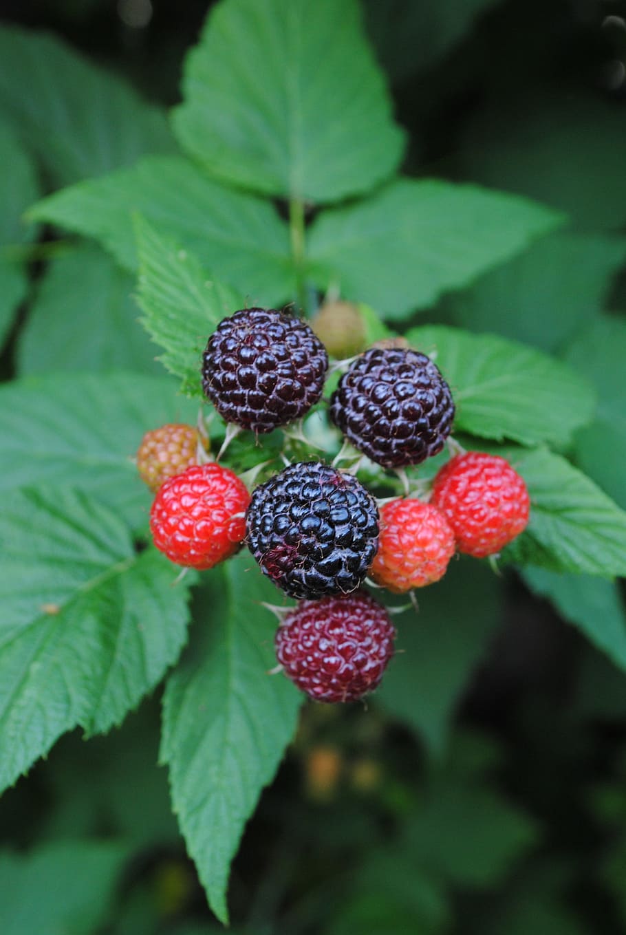 blackberry, buah-buahan, tanaman, semak, buah, hitam, buah beri, makanan sehat, makanan dan minuman, makanan