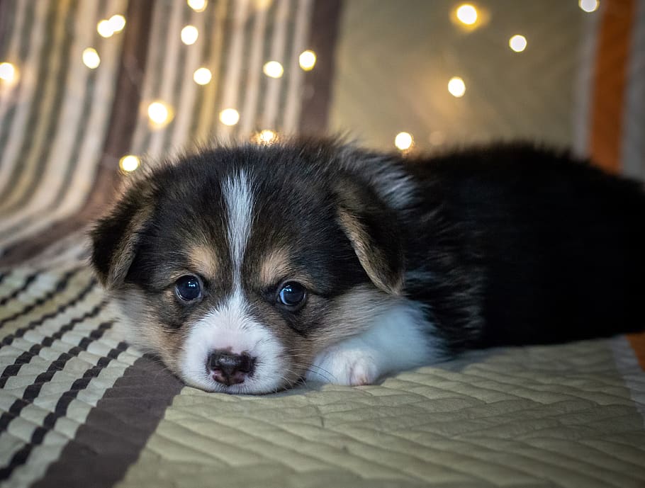 puppy, cute, dog, funny, black and white, tricolor corgi, young, small, looks into the eyes, sorrow
