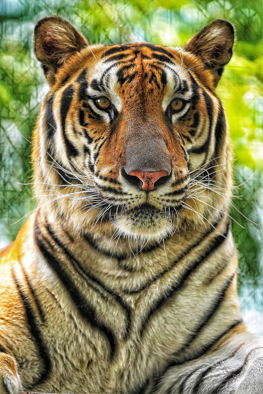tiger, zoo, stripes, sitting, bokeh, yellow eyes, animal, animal themes, big cat, animal wildlife
