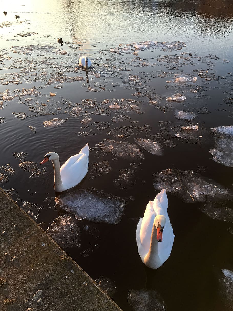 Swans, River, Main, Ice Floes, river, main, abendstimmung, winter, water bird, swim, swan