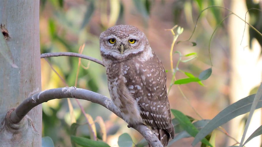 brown, white, owl, tree branch, white owl, wildlife, bird, nature, wild, predator