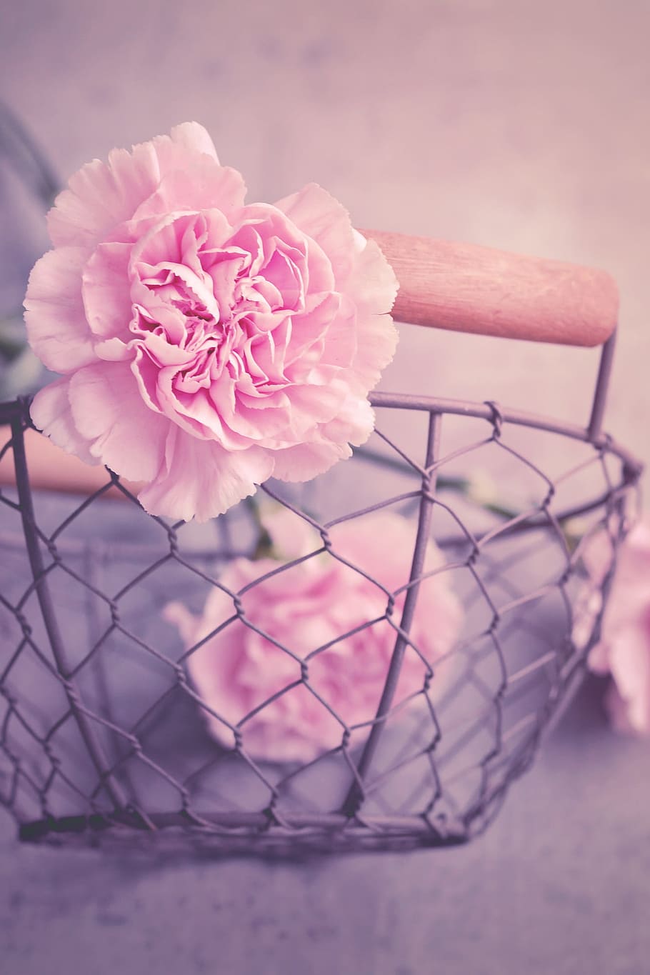 cloves, flowers, pink, carnation pink, petals, cut flowers, basket, metal basket, close, pink color